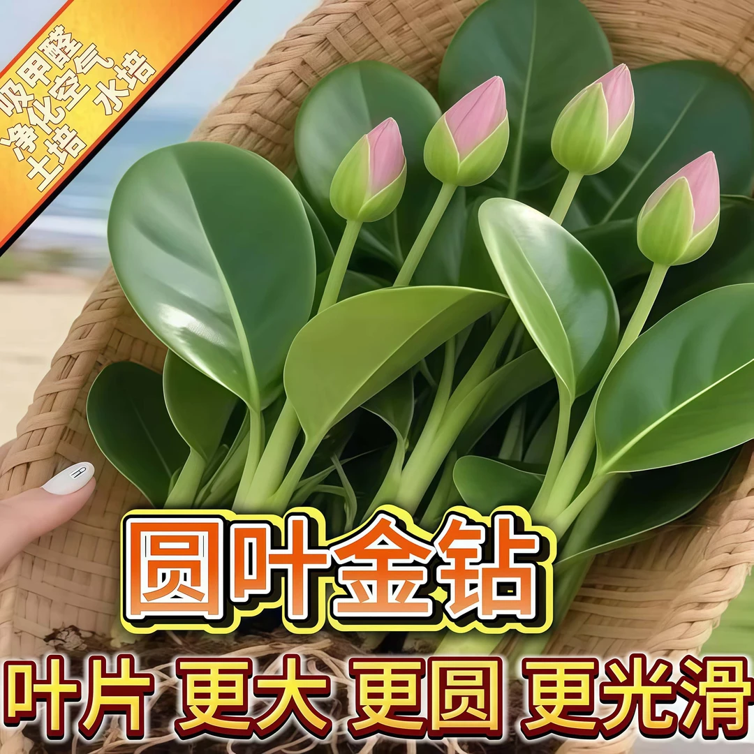 大叶金钻绿公主盆栽带花苞水培植物室内好养新房绿萝四季花卉绿植