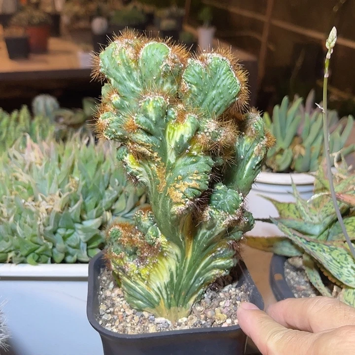 无花朵太湖锦一物一拍