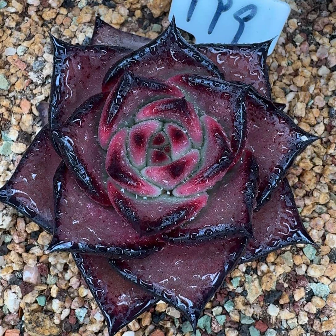 从前慢多肉精选编号1229.150