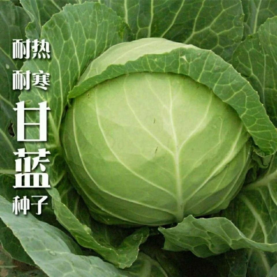 新爆品京丰一号甘蓝种子春秋冬播种阳台蔬菜种子四季种包菜种子
