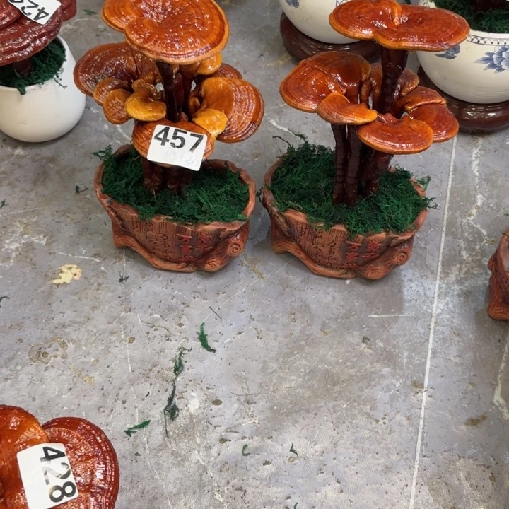 感***悟灵芝8888888888888888888