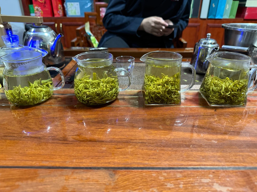 2024秋茶  日照绿