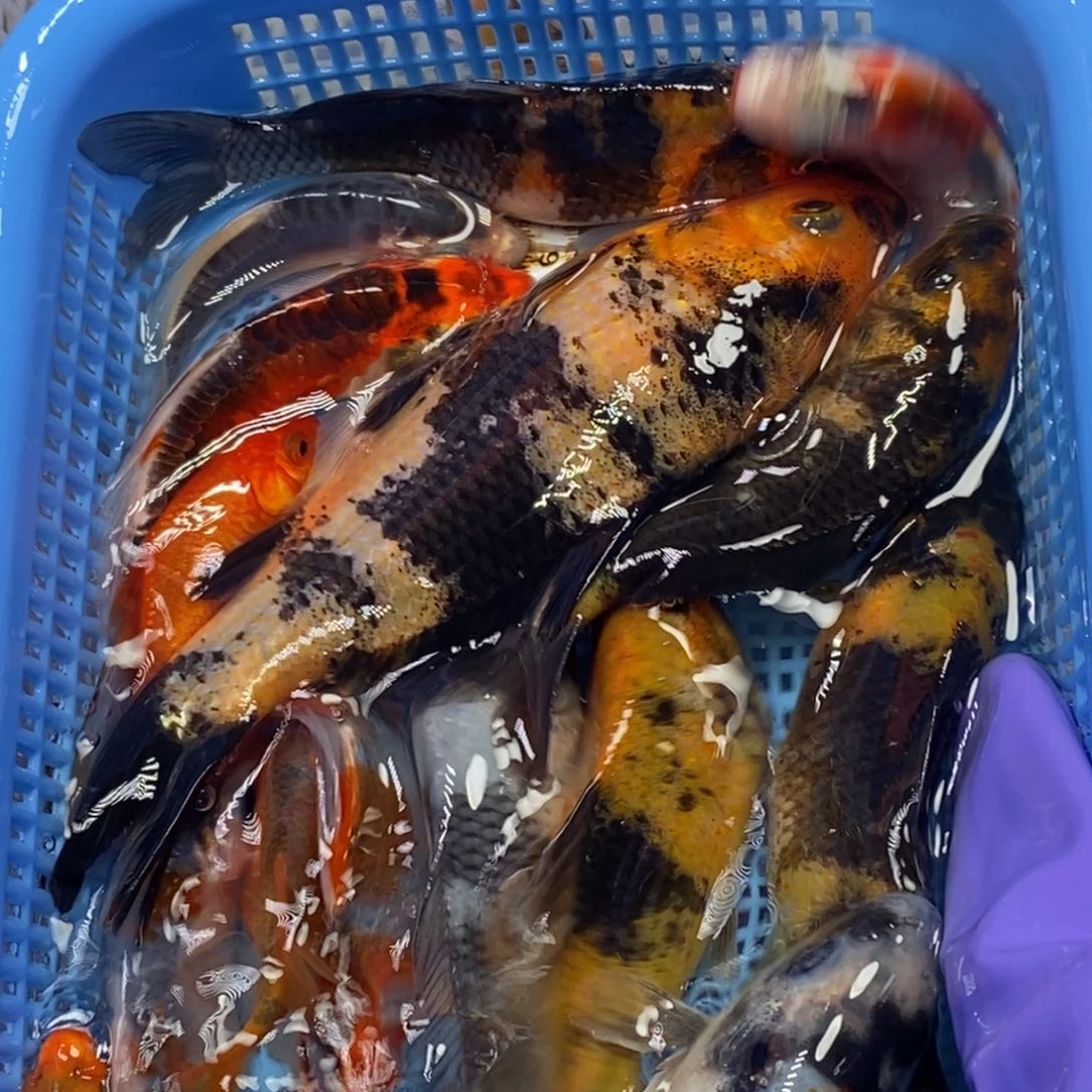 锦鲤冷水锦鲤包邮