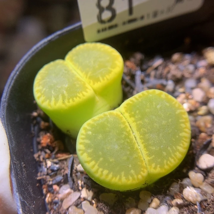 生石花多肉211.81