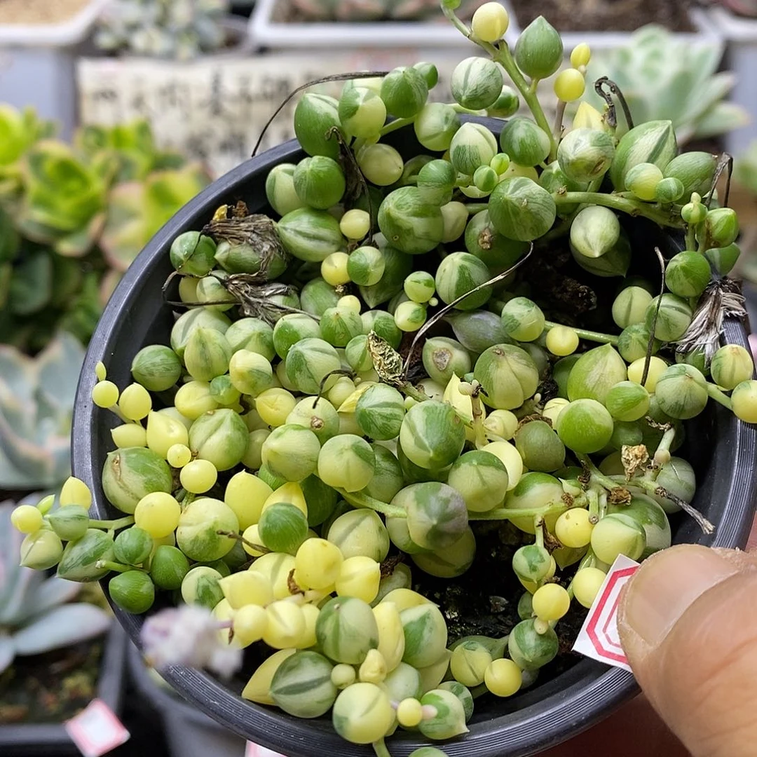 3010 佛珠锦多肉