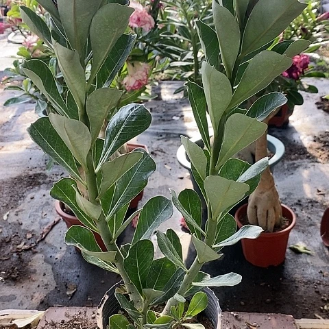 【闪购商品】无花朵琴