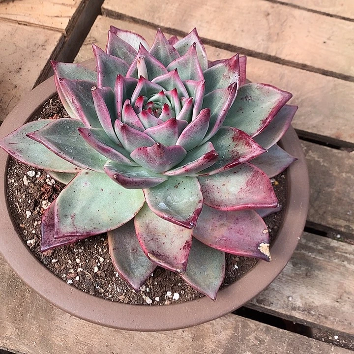 美肉特价活动开始啦