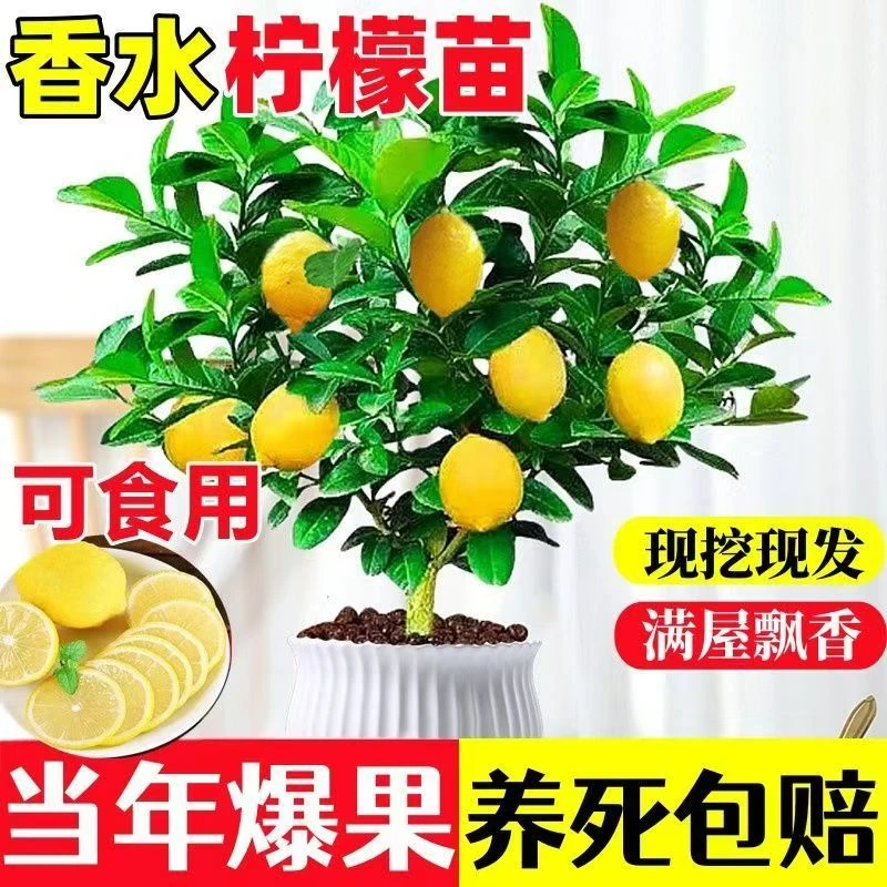 香水柠檬树苗盆栽带果室内室外结果无籽四季柠檬苗食用柠檬树果苗