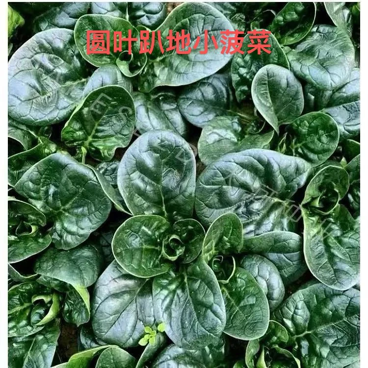 矮杆趴地小菠菜河南露天霜打小趴菜陆地菠菜新鲜采摘直发