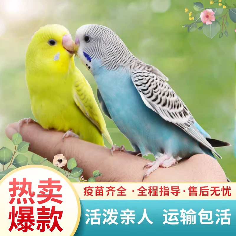【鹦鹉*2只】一对彩色鹦鹉活鸟宠物鸟观赏鸟手养鹦鹉小鸟一公一母