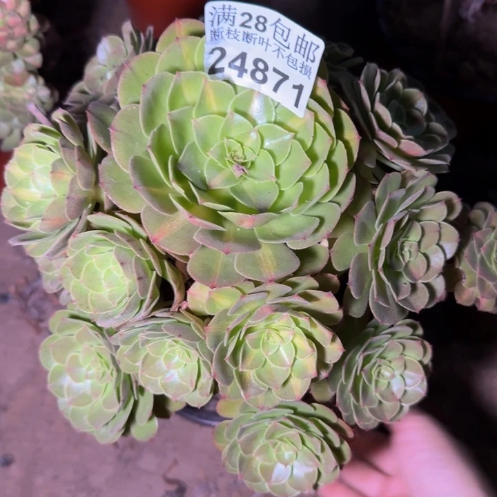 24871南抹茶多肉植物
