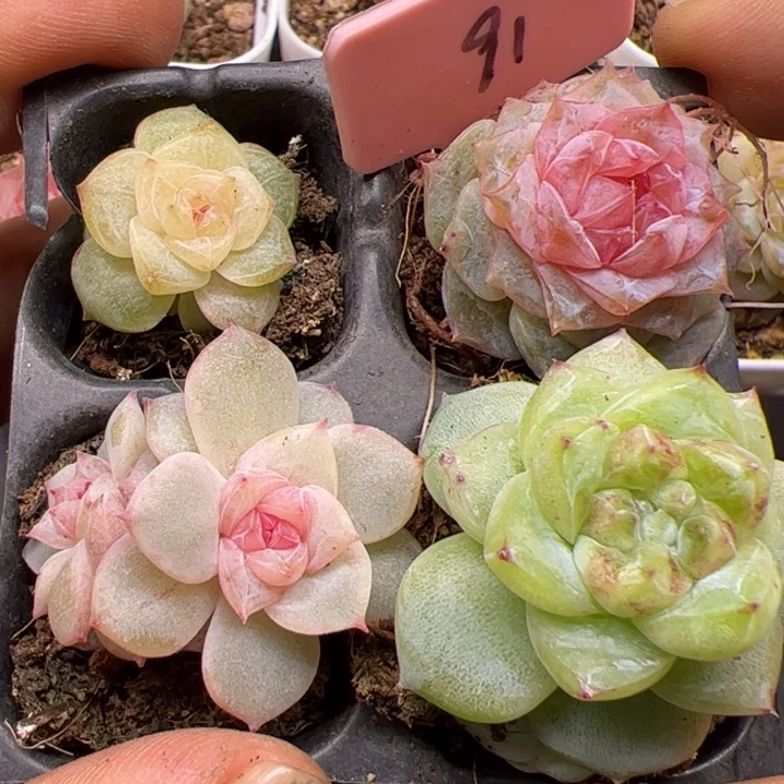 一物一拍精品糖心，尺寸不大介意勿拍