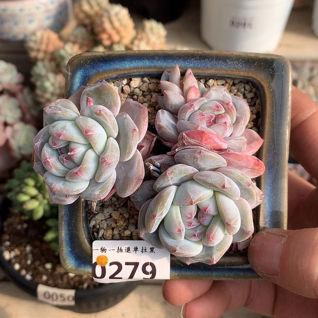 279石榴籽星影三头8厘米