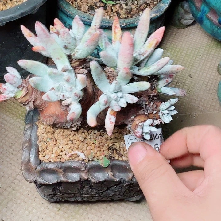 6621文森特仙女杯多肉