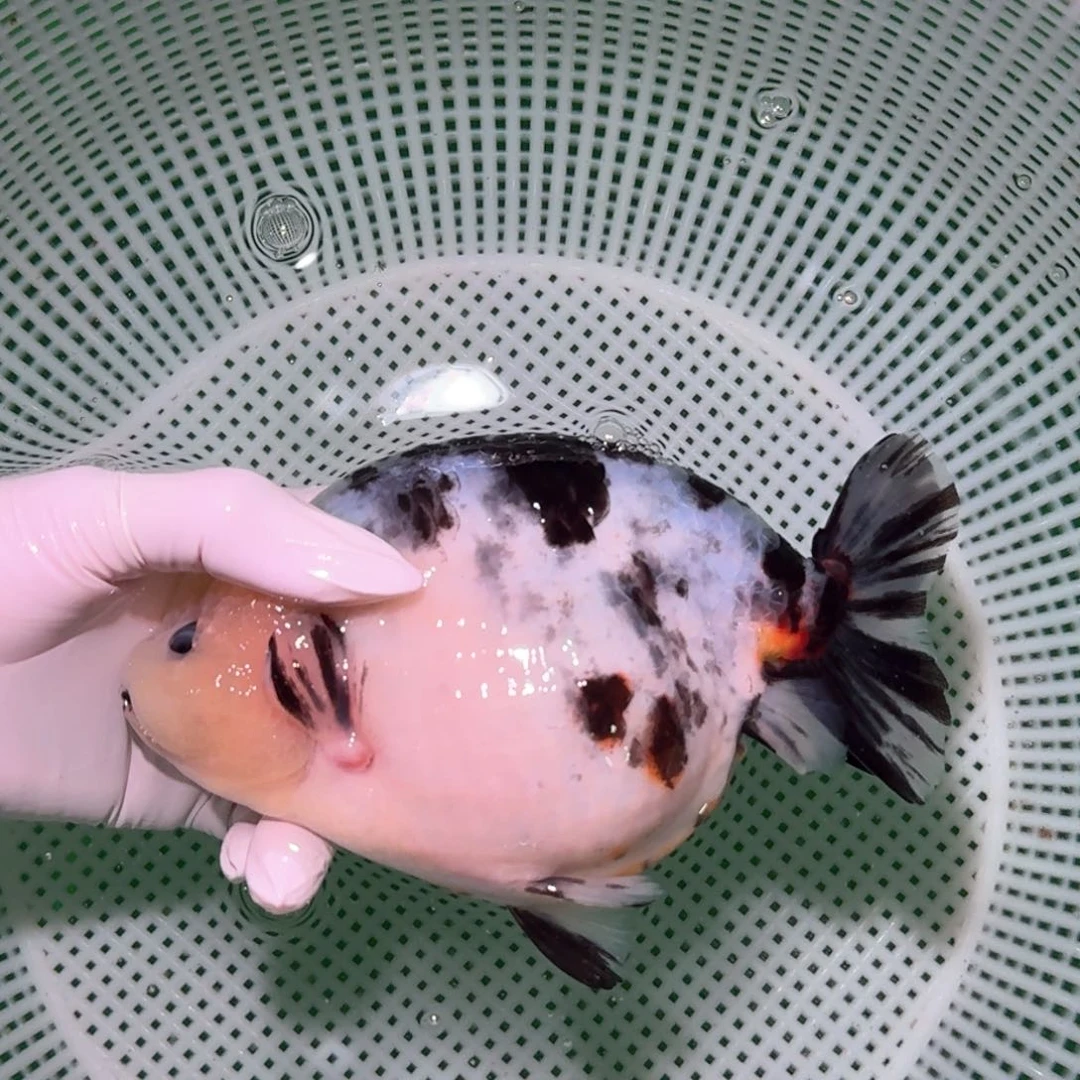 金鱼类不分公母17