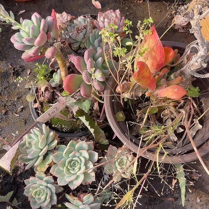 两单包邮，散，不售后，102