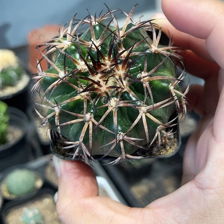 实生圆盘玉仙人球一颗