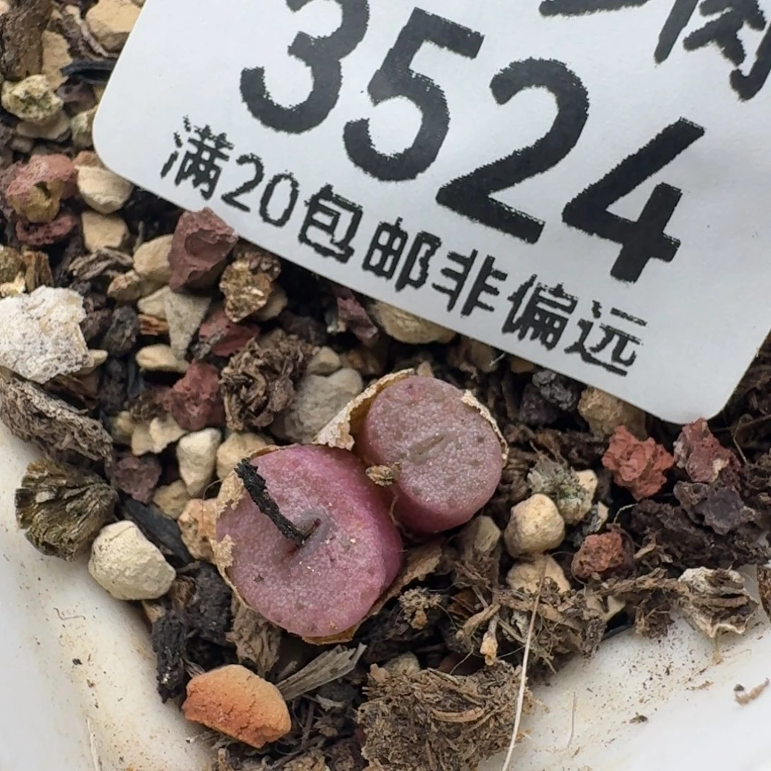 纽扣双头 脱土。