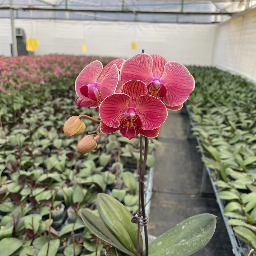 【秀新兰业】蝴蝶兰【钜宝柑橘】3.0寸带花带花苞发货