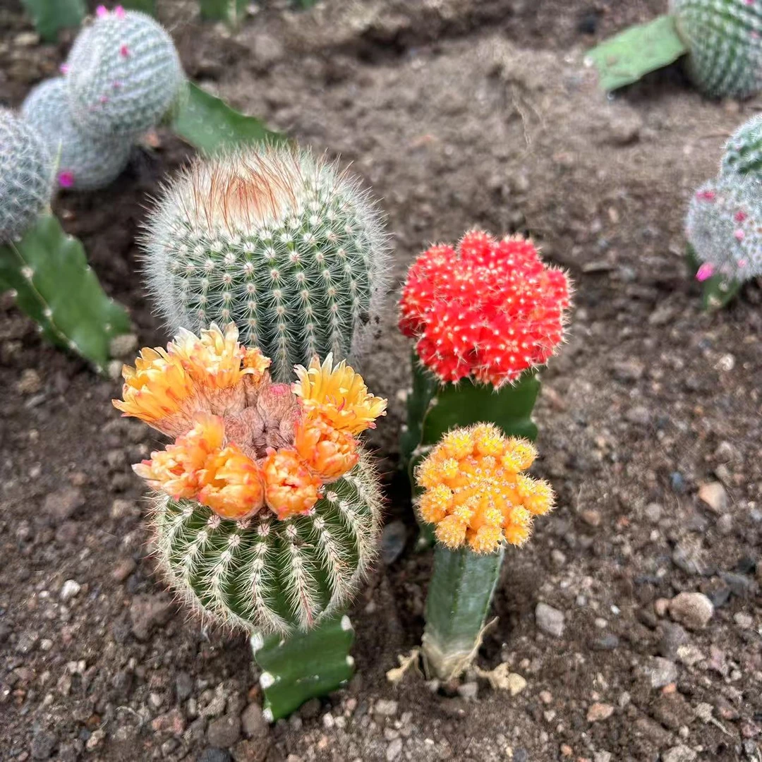 【彩带+黄牡丹+白芙蓉+南国玉】仙人球绿植盆栽