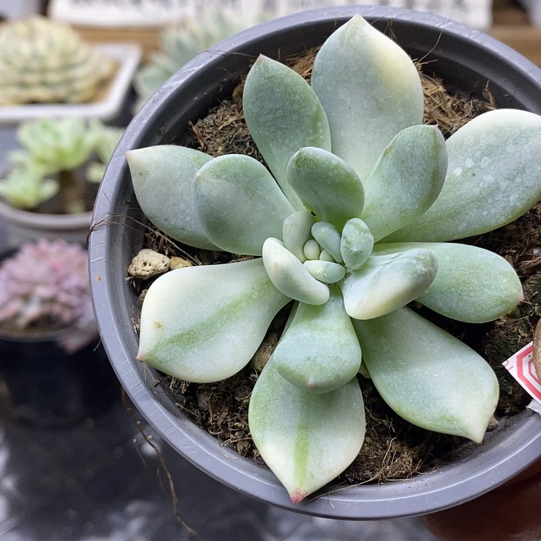 2354 香橙花脸锦