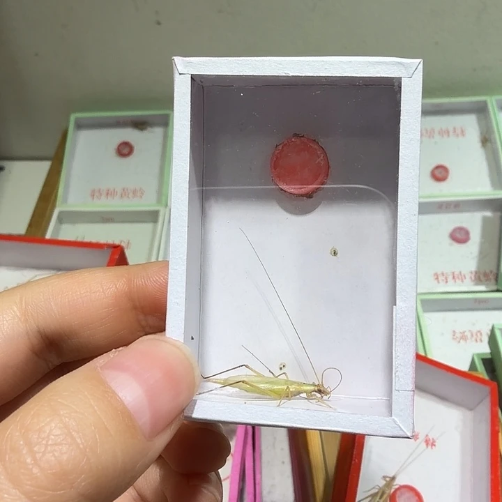 左***y鸣虫爬宠用具一盒。