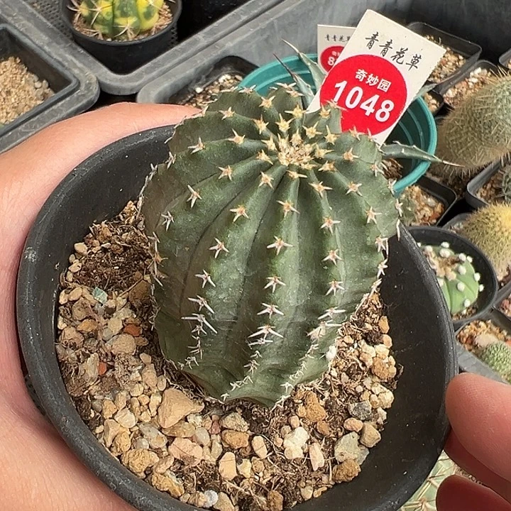 实生明石丸4.1cm一棵仙人球