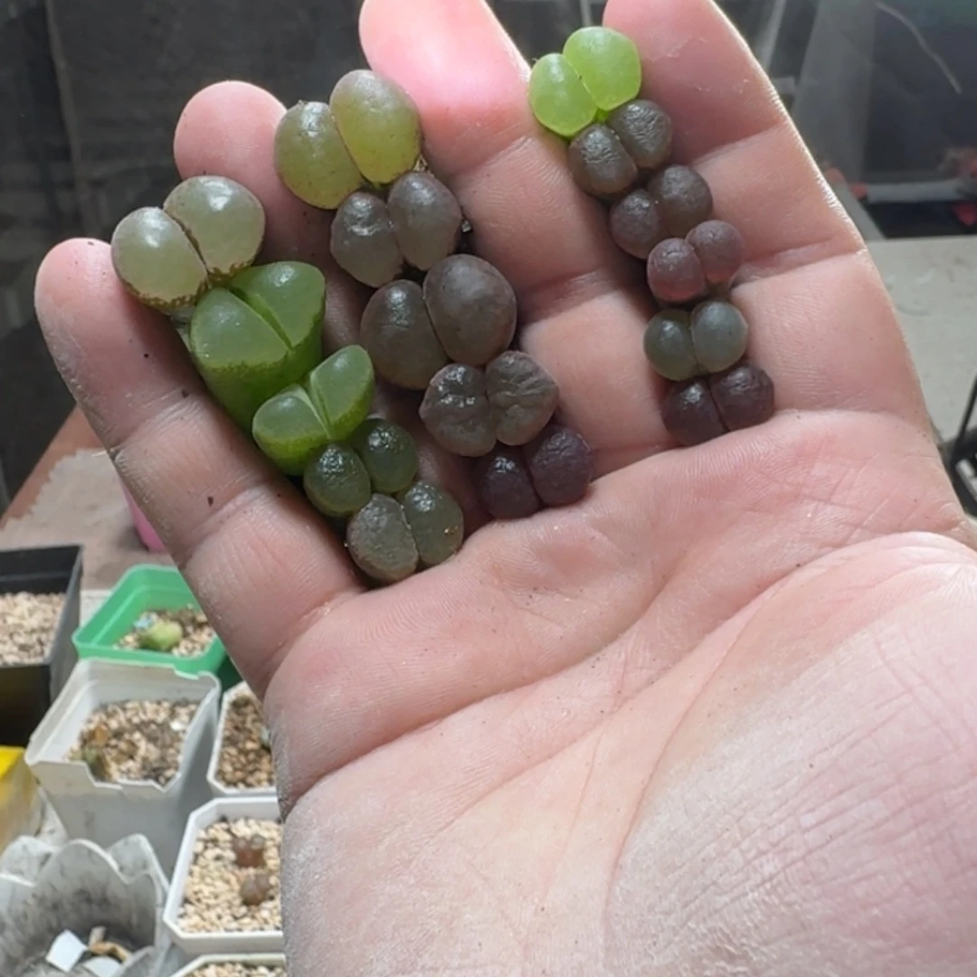 落***日落日52226541555668955