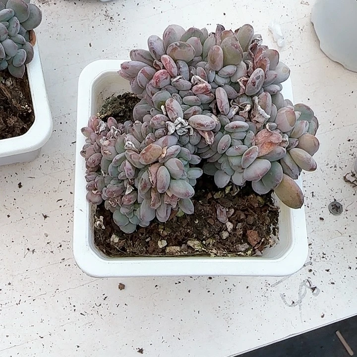 青蛙王子儿童牙膏111