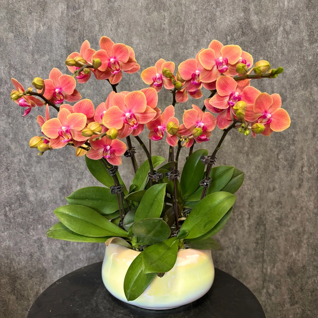 【喜鹊-蝴蝶兰】年宵花  好养花期长 送礼装饰 室内观赏花