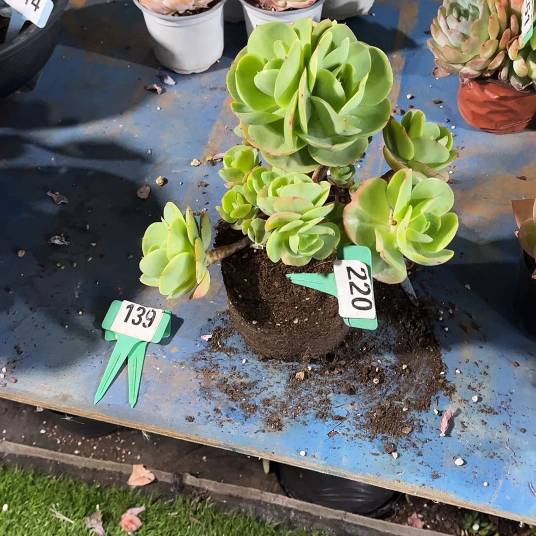 娜***儿碧桃多肉植物保护220