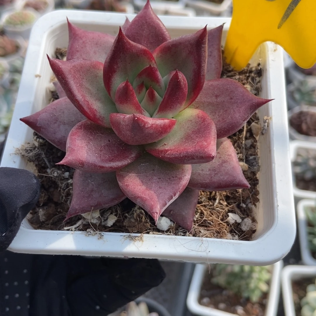 951红骑士多肉植物多肉