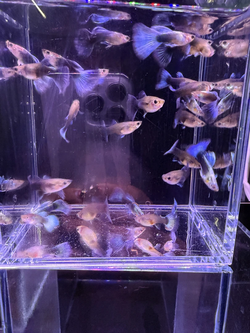 精品德系蓝礼服孔雀鱼 母3cm+公2cm+ 3个半月月龄 清水发货 耐活