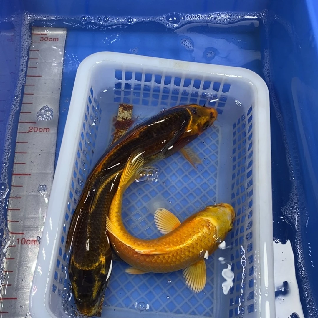 锦鲤冷水锦鲤包邮