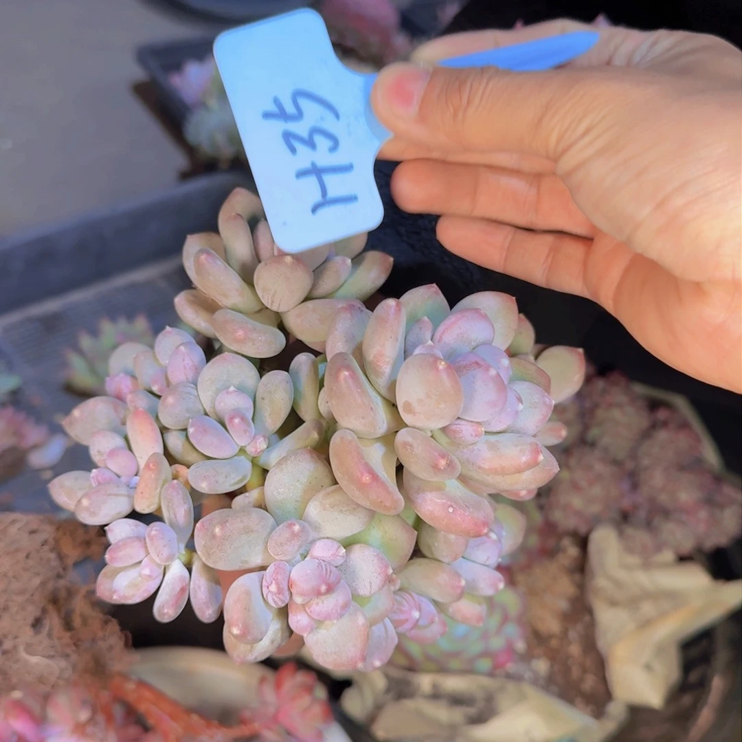 我****里多肉植物的生长发育与