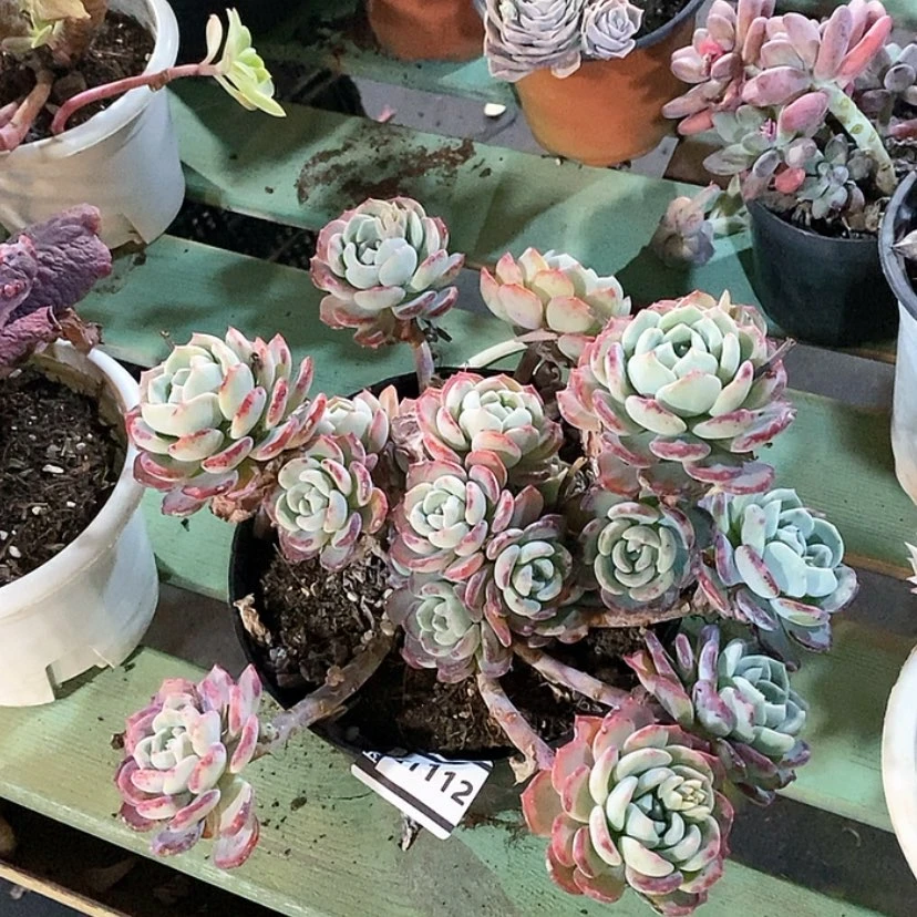 【闪购商品】千山雪21112