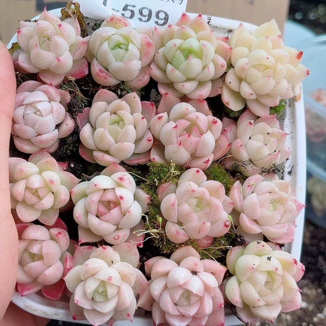 1-599 新疆西藏内蒙不发12.8包邮2-3公分多肉