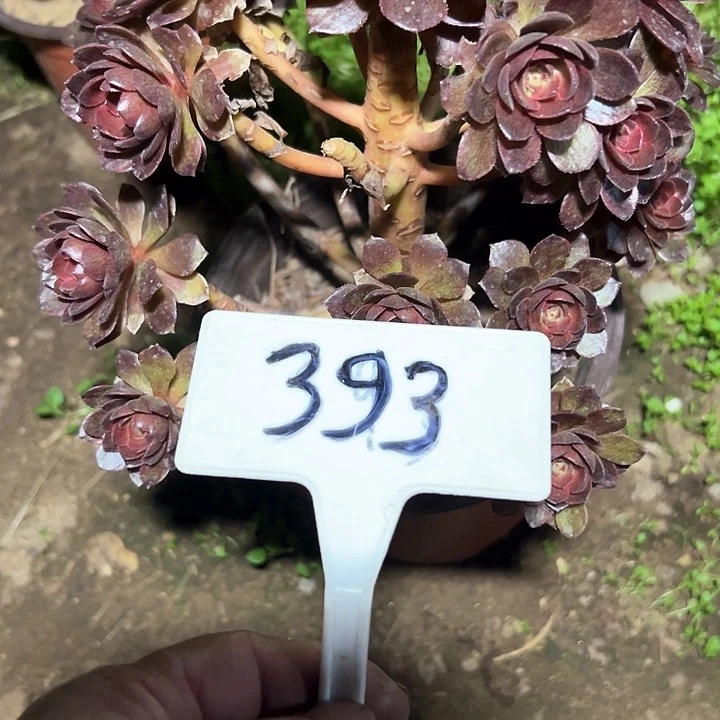 温*吖多肉植物黑膜不售后