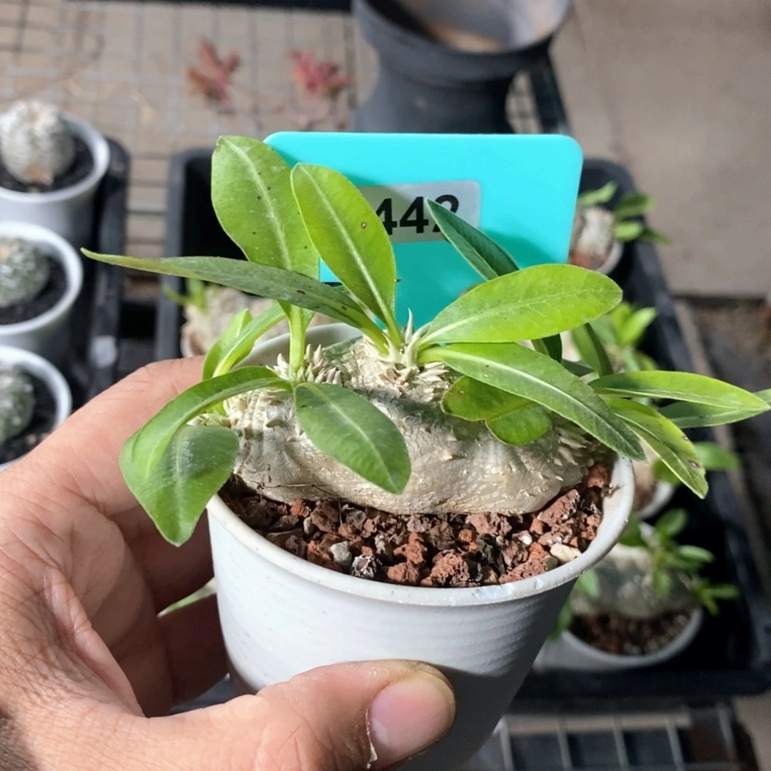 慧比须笑多肉植物