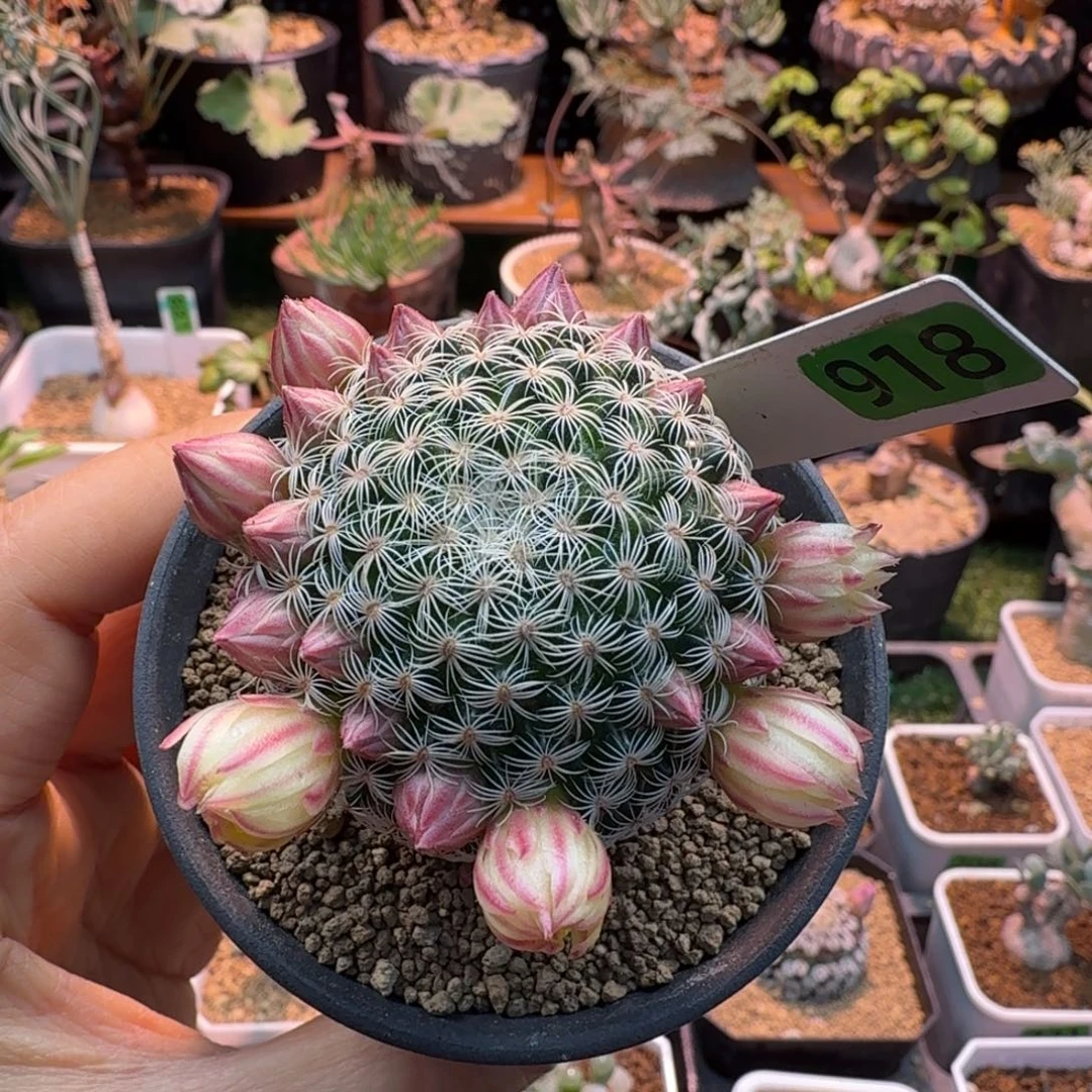 白子法师918 仙人球