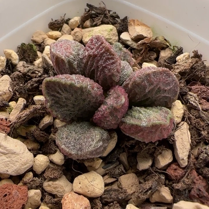 大鱼海棠水泡多肉植物