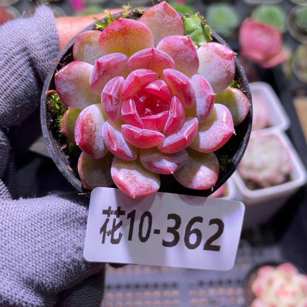 花利美10-362新品珍妮