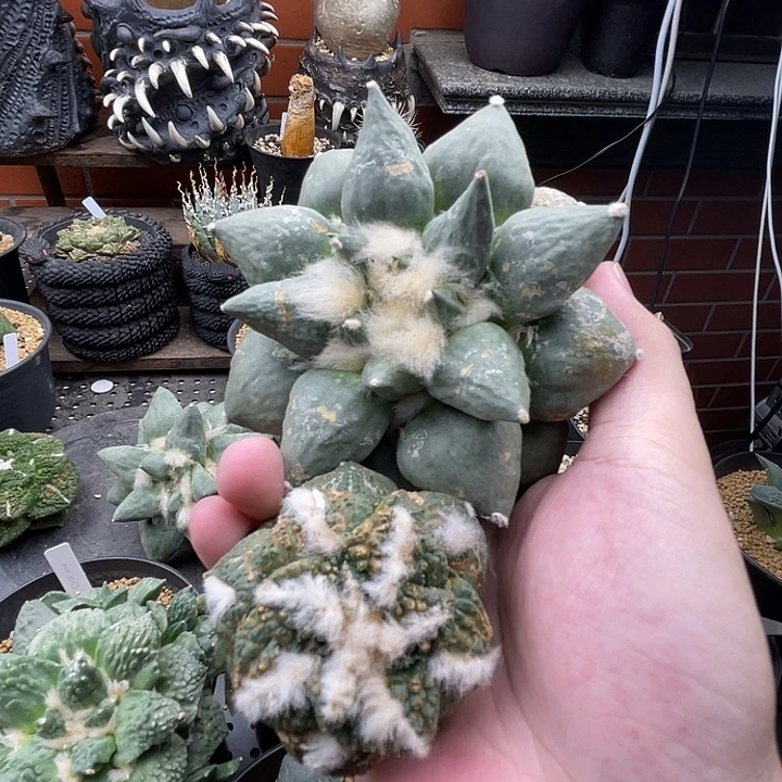两颗自根牡丹一一一一