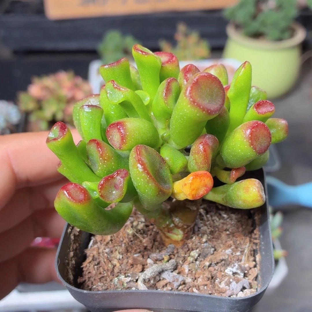 吸财树多肉9.9包邮发货