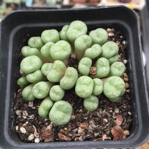 多肉肉锥 小麻团