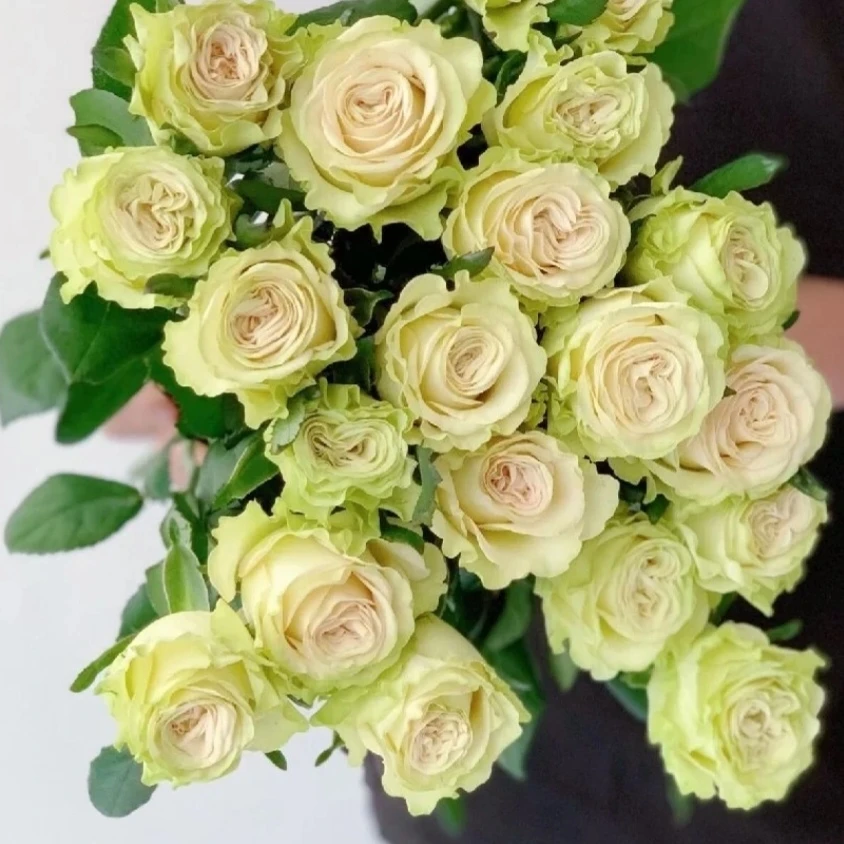 琉璃翠单头玫瑰，全场任意买两单及以上鲜花包邮