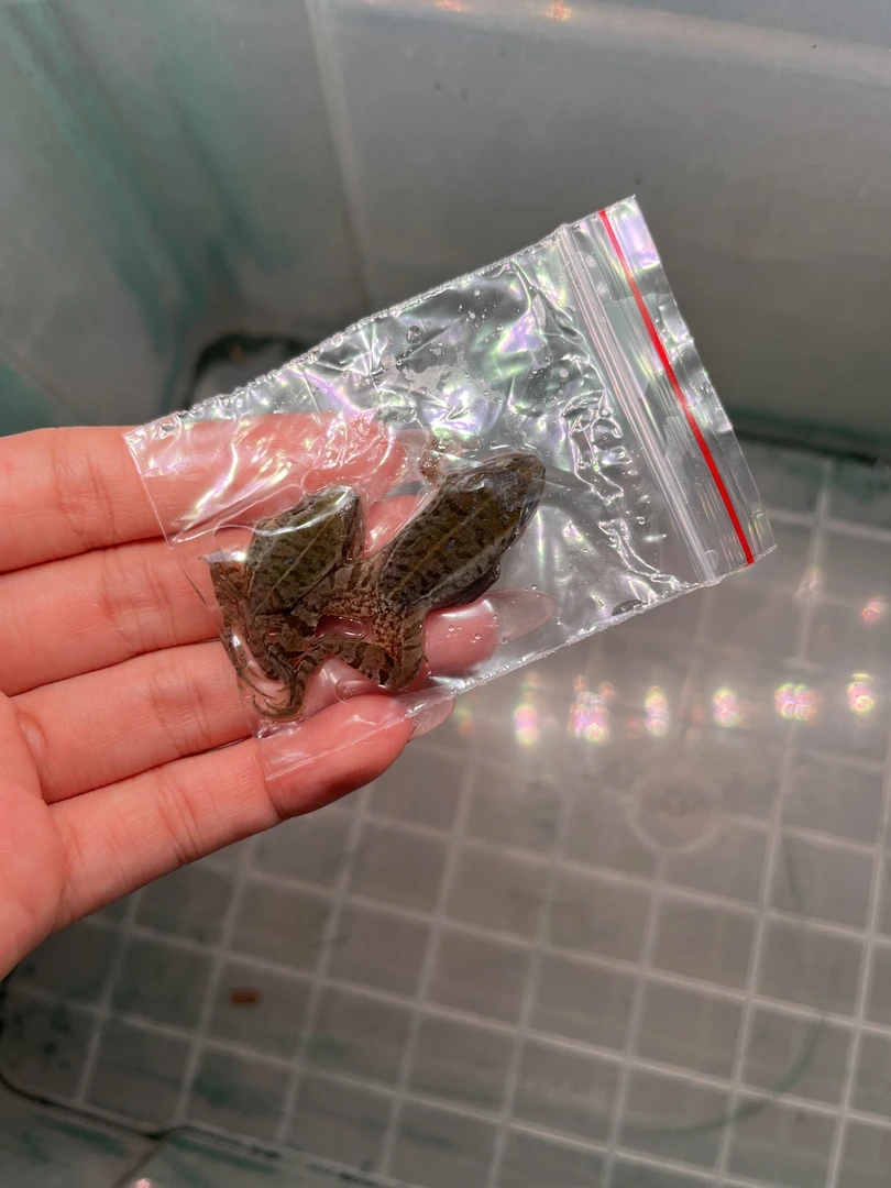 冰冻稻田蛙、雷龙鱼口粮、独立包装、适合肉食性鱼类宠物饲料冷冻