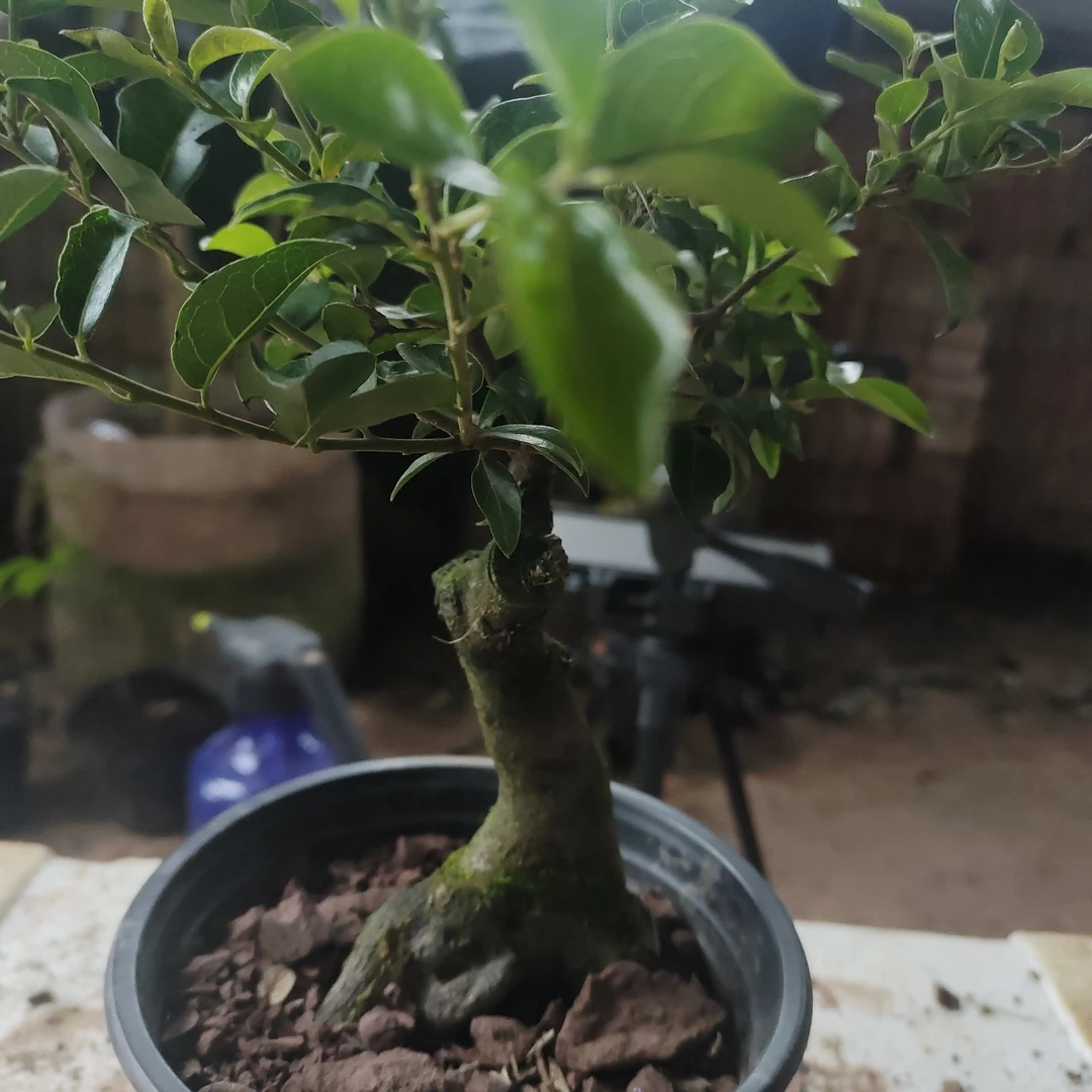 金弹子，栀子花，盆景植物盆栽地栽都可以