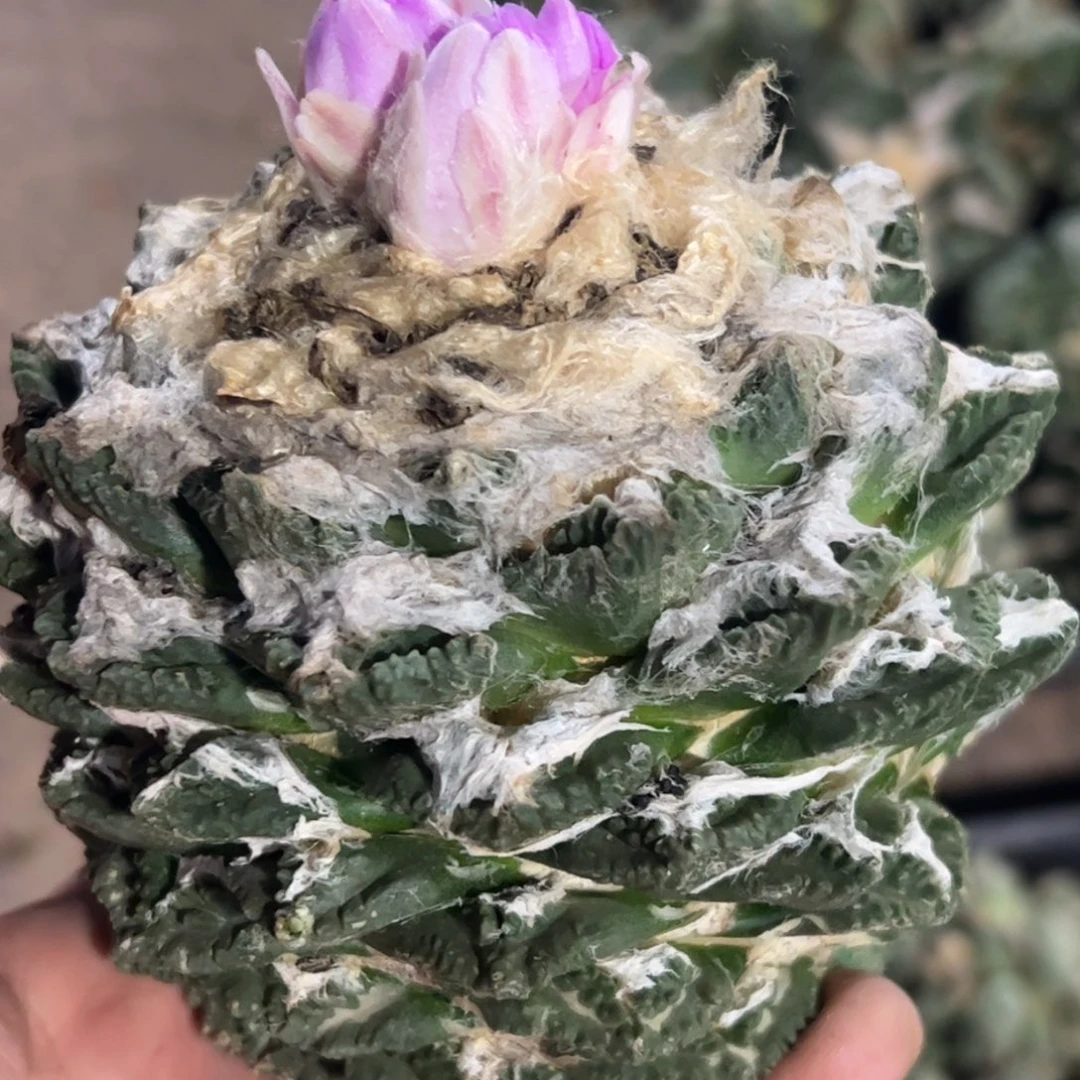 天****吧辛顿杂牡丹仙人球674