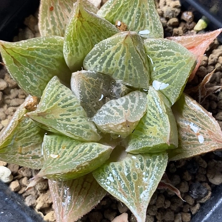 不带盆脱土裸根发货